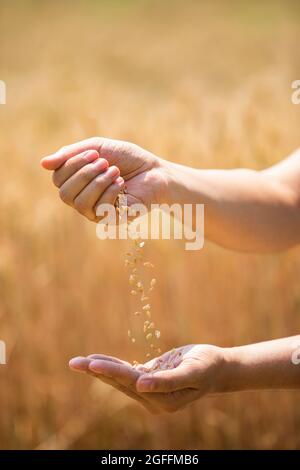 Coltivatore che raccoglie in campo di grano Foto Stock