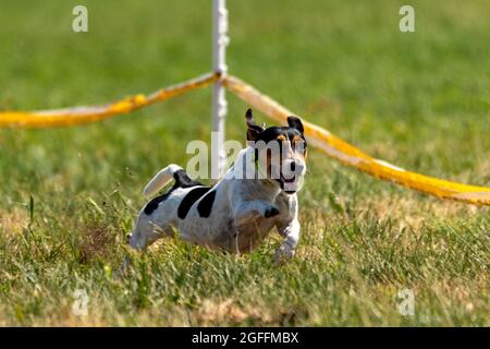 jack russell terrier corre lure coursing competizione sul campo Foto Stock