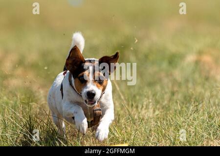 jack russell terrier corre lure coursing competizione sul campo Foto Stock