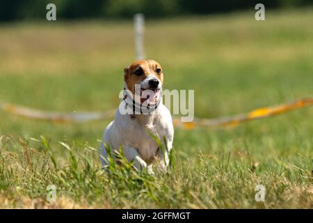 jack russell terrier corre lure coursing competizione sul campo Foto Stock