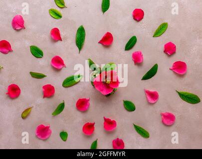 Fiori di primavera e foglie verdi su sfondo rosa pastello. Vista dall'alto, disposizione piatta. Foto Stock