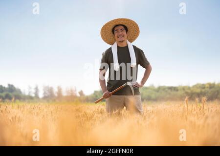 Coltivatore che raccoglie in campo di grano Foto Stock