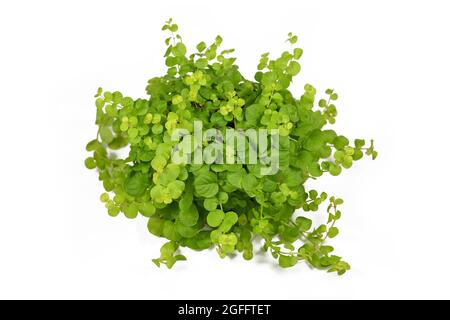 Verde chiaro pianta di Jenny strisciante dorata con il nome botanico 'Lysimachia Nummularia Aurea' pianta giardino su sfondo bianco Foto Stock