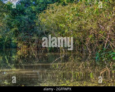 Muro di verde foresta tropicale della giungla amazzonica, inferno verde della Amazonia. Selva al confine tra Brasile e Perù. Amazzonia. Sud America. Foto Stock