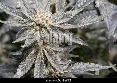 Bella piante di Cannabis in macro sparato con bei trichomi in stato di fioritura. Foto Stock