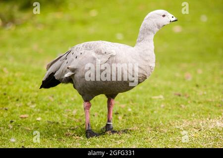 Un'oca di Cape Barren, originaria dell'Australia, al FOTA Wildlife Park vicino a Cork, Irlanda Foto Stock