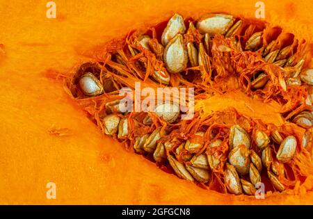 Zucca di Butternut, Cucurbita moschata, conosciuta in Australia e Nuova Zelanda come zucca di Butternut o gramma,[1] è un tipo di zucca invernale Foto Stock