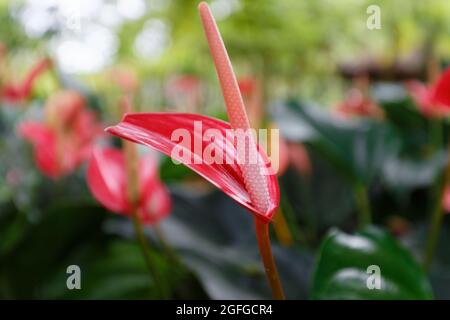 L'anthurium rosso è noto anche come tail flower, flamingo flower e laceleaf. Isola della Martinica . Antille francesi. Foto Stock