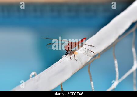 Vista ravvicinata di una libellula rossa maschile (Crocothemis eritraea) su sfondo blu Foto Stock