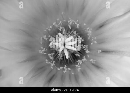 Bel fiore giallo con delicati petali e stamens di un cactus rotondo con  spine acuminate Foto stock - Alamy