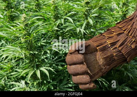 Potente mano destra di Bigfoot (Sasquatch) che passa attraverso il ceppo 'Lifter' della canapa organica 'Cannabis sativa', Oregon. Foto Stock