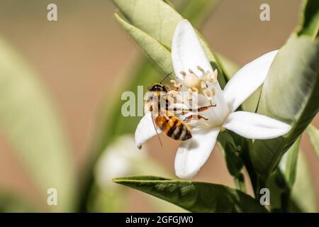 Ape miele impollinando un fiore di arance, California Foto Stock