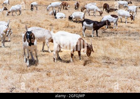 Mandria di capre che pascolano su un campo nella zona orientale della baia di San Francisco; capre sono usate in tutta la California come attrezzo di prevenzione del fuoco selvatico, mantenendo Foto Stock