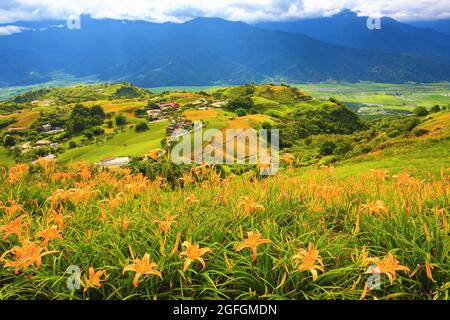 Bel paesaggio di Daylily (Hemerocallis fulva, Orange Daylily) fiori e gemme con villaggio e montagne Foto Stock