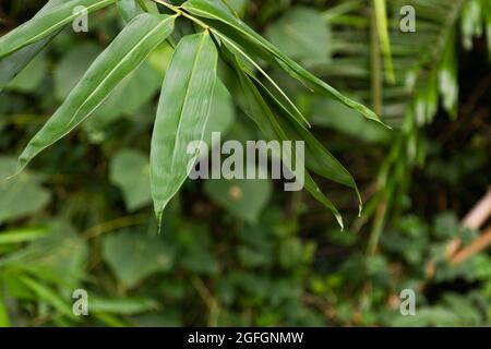 Foglie di bambù verde esposte alla luce del sole con sfondo verde fogliame Foto Stock