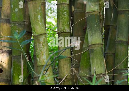 grumi di bambù con specie di petung, alcuni sono abbastanza forti con steli duri ed alcuni sono giovani con steli morbidi Foto Stock