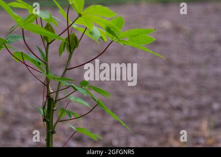 una pianta di manioca sul bordo del campo sta crescendo bene e fertile nel sole Foto Stock