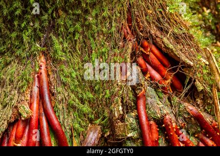 Avventizio (strutture vegetali che si sviluppano in luoghi “insoliti”) radici aeree di una palma nell’entroterra della Sunshine Coast. Foto Stock