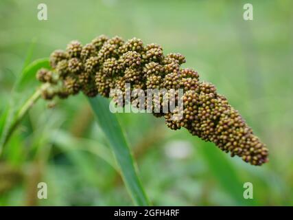 Un gruppo di Foxtail Millet 'Hells Canyon' con nome scientifico Setaria Italica Foto Stock