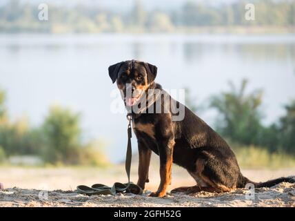 Un cane Rottweiler con un guinzaglio verde si siede sul bordo di una scogliera e guarda fuori per i suoi proprietari in una foresta di abete rosso Foto Stock