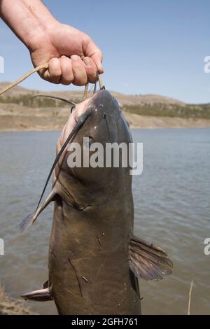 Pesce gatto del canale di Nizza (Ictalurus punctatus) catturato a Rock Creek dal fiume Missouri, MT. Foto Stock