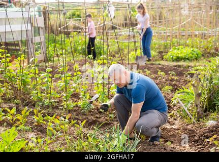 Giardiniere dilettante che sara con la zappa sull'orto Foto Stock