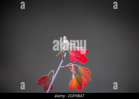 Dragonfly appollaiato in attesa di un pasto per volare vicino. Foto Stock