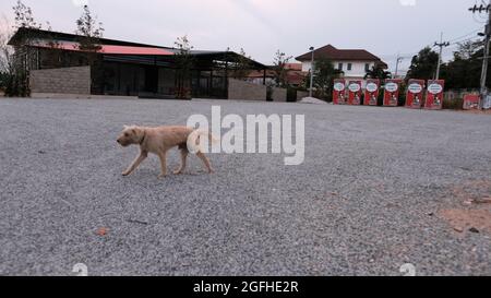 Cani vaganti invisibili vagano sulle strade secondarie di Pattaya rurale settentrionale centrale Thailandia Foto Stock