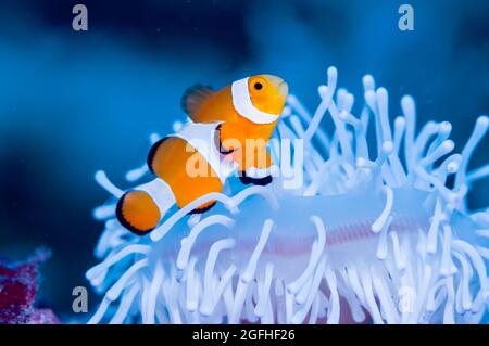 I pesci pagliaccio vivono in anemone marino sbiancato Foto Stock