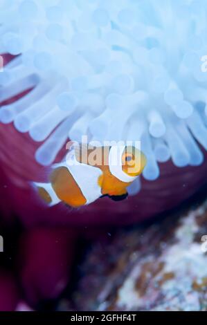 I pesci pagliaccio vivono in anemone marino sbiancato Foto Stock