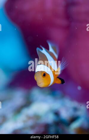 I pesci pagliaccio vivono in anemone marino sbiancato Foto Stock