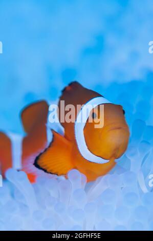 I pesci pagliaccio vivono in anemone marino sbiancato Foto Stock