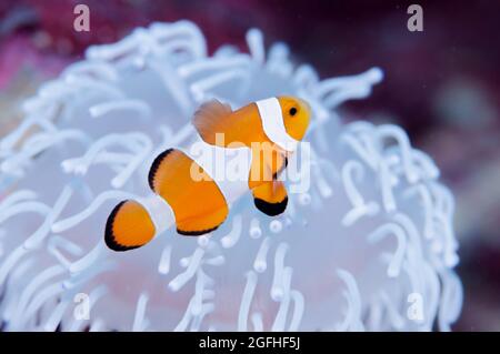 I pesci pagliaccio vivono in anemone marino sbiancato Foto Stock