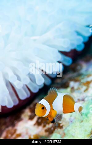 I pesci pagliaccio vivono in anemone marino sbiancato Foto Stock