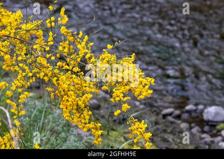 scotch selvatico bush fiore con fiori gialli luminosi sulla spiaggia rocciosa Foto Stock