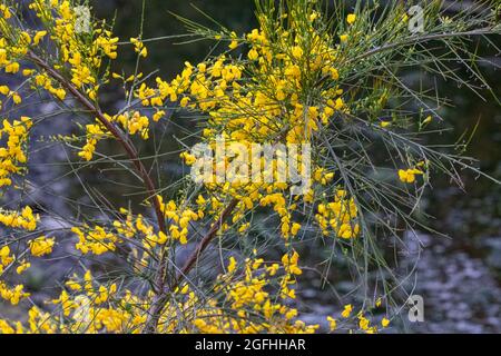 ramo di fiori gialli che fioriscono su una scotch selvaggia scopa cespuglio su una spiaggia rocciosa Foto Stock