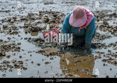 La donna operaia sta raccogliendo cocci nel fango, scavando nel fango. Foto Stock