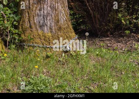 catena in ferro con lucchetto avvolto intorno ad un vecchio tronco d'albero Foto Stock