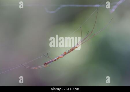 Ragno orbale a jawed lungo (Tetragnatha sp.) su un nastro. Nimbin, NSW, Australia Foto Stock