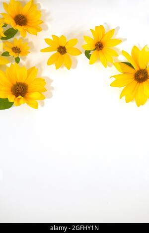 Da sopra di fiori di gerbera giallo brillante a margherita con fogliame verde composto su sfondo bianco con spazio vuoto Foto Stock