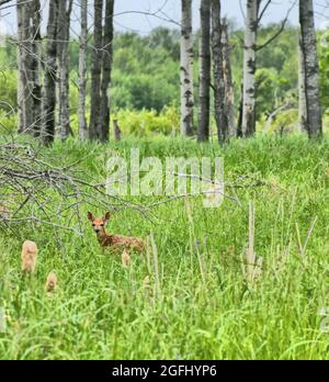 Un piccolo cervo del bambino si erge in erba verde alta con gli alberi sullo sfondo, guardando la macchina fotografica, in primavera vicino a Mission Marsh, Ontario, Canada. Foto Stock
