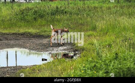 Un capriolo del bambino con coda bianca sta controllando un campo di erba verde da Marsh della missione, nella baia di Thunder, Ontario, Canada. Foto Stock