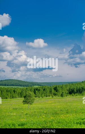 Foresta e praterie paesaggio in Greater Khingan Mountains, Cina, periodo estivo. Foto Stock