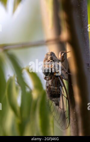 Cicada su olio albero Foto Stock