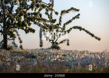 Chateauneuf sur Isere (Francia sud-orientale): Lotta contro i danni primaverili al gelo alle colture di frutta nel dipartimento di Drome. Protezione delle colture Kiwi con Foto Stock