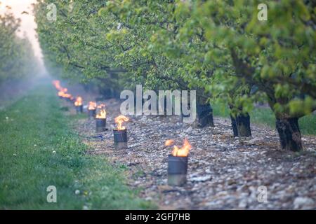 Chateauneuf sur Isere (Francia sud-orientale): Lotta contro i danni primaverili gelo agli alberi. Candele antigelo sul fondo degli alberi da frutto per combattere ag Foto Stock