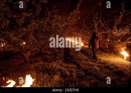 Chateauneuf sur Isere (Francia sud-orientale): Lotta contro i danni primaverili gelo agli alberi. Candele antigelo sul fondo degli alberi da frutto per combattere ag Foto Stock