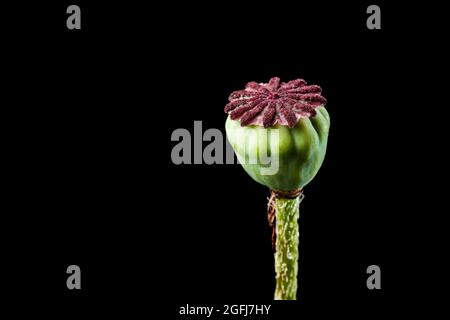 Studio di una capsula di gossip (lat: Papaver rhoeas) isolato su nero in una vista orizzontale. Foto Stock