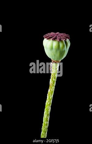 Studio di una capsula di gossip (lat: Papaver rhoeas) isolato su nero in vista verticale. Foto Stock