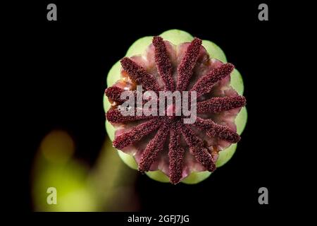 Studio di una capsula di papavero di mais (lat: Papaver rhoeas) isolato su nero in vista dall'alto. Foto Stock